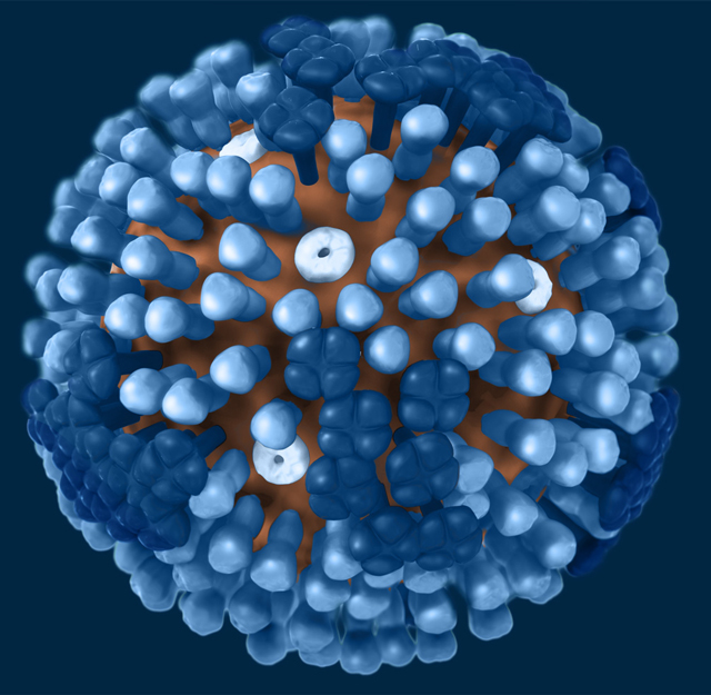 3D model of the Influenza virus