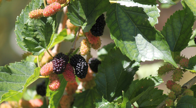 Mulberry tree