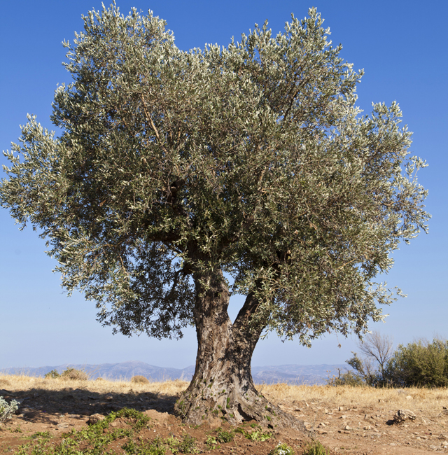 Olive tree