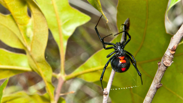 Do all spiders have fangs?