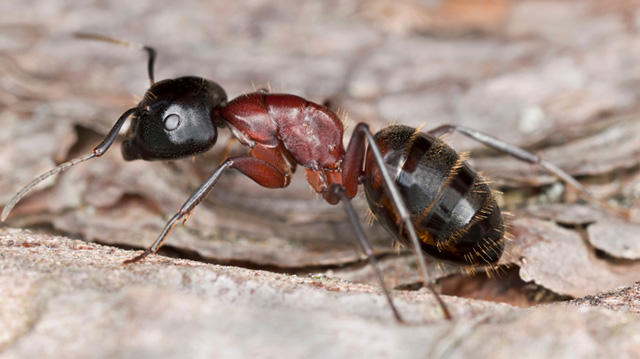 Carpenter Ant