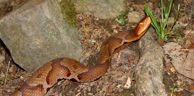 Copperhead