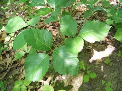 Poison ivy treatment at FastMed Urgent Care