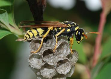 Wasps vs. Hornets - Comparison image of a wasp