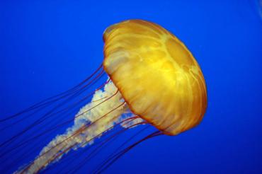 Jellyfish Sting Treatment Options