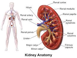 Symptoms of Kidney Infection