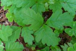 Questions about poison oak