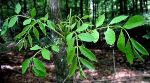 Poison Sumac