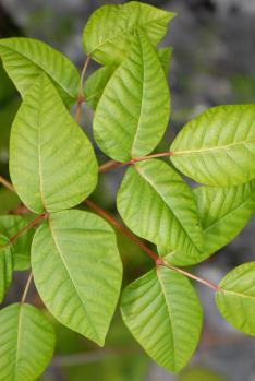 How Can I Tell If I Have Poison Ivy - Charlotte NC