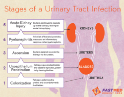 latest research on uti