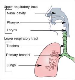 Upper respiratory infection