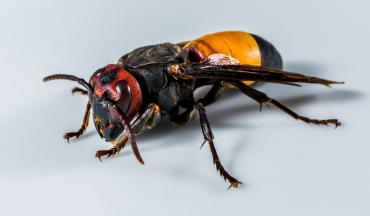Wasps vs. hornets - comparison image of a hornet