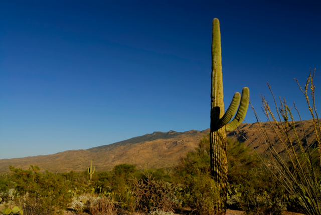 Rincon Mountains