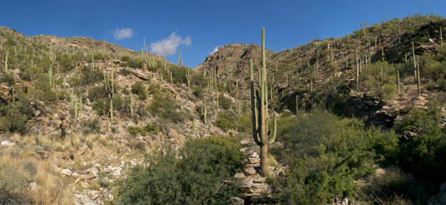 Santa Catalina Mountains