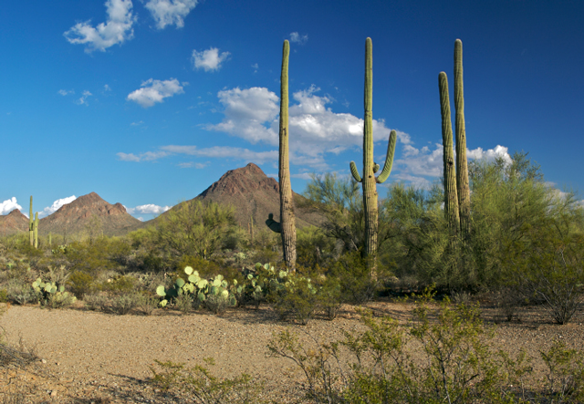 Tucson Mountains