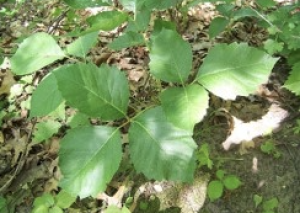 poison ivy treatment 