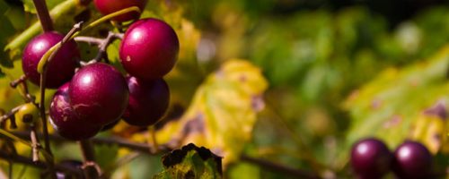 Cherry tree branch