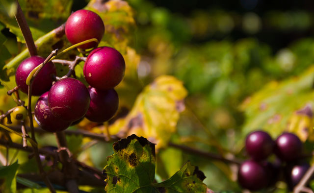 Cherry tree branch