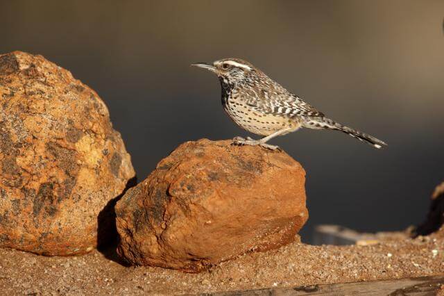 Bird sitting on a rock