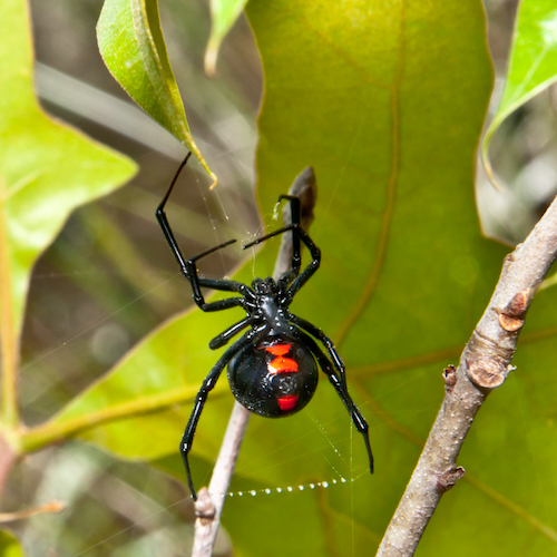 Treatment for Spider Bites