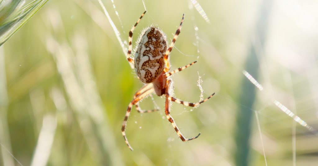 picture of spider in web in grass