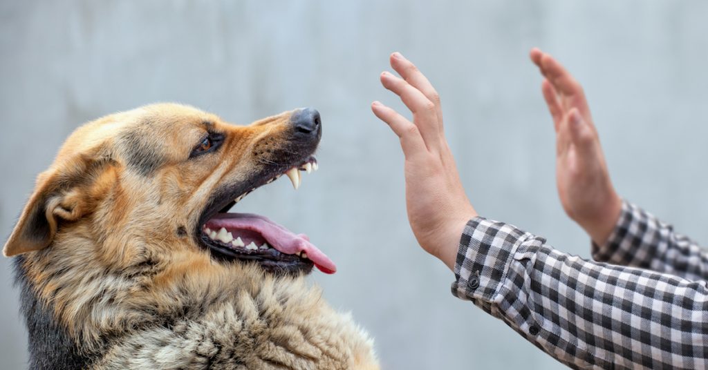 Picture of a German shepherd about to bite a man on the hand.