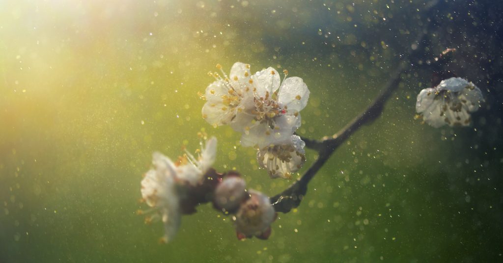 spring blossom